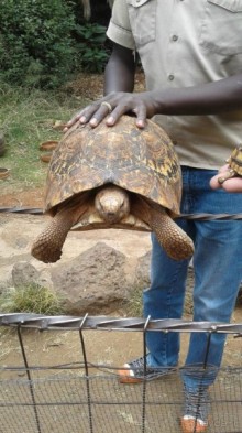 Кения - любовь моя)