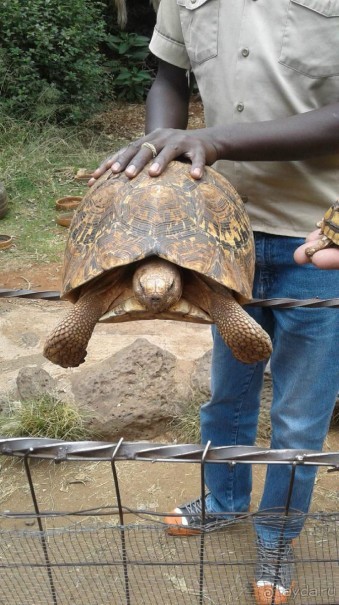 Кения - любовь моя)