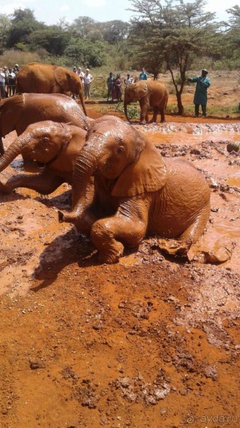 Кения - любовь моя)