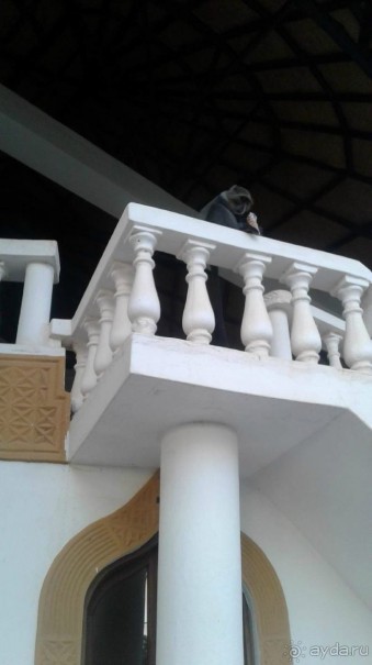 Кения - любовь моя)