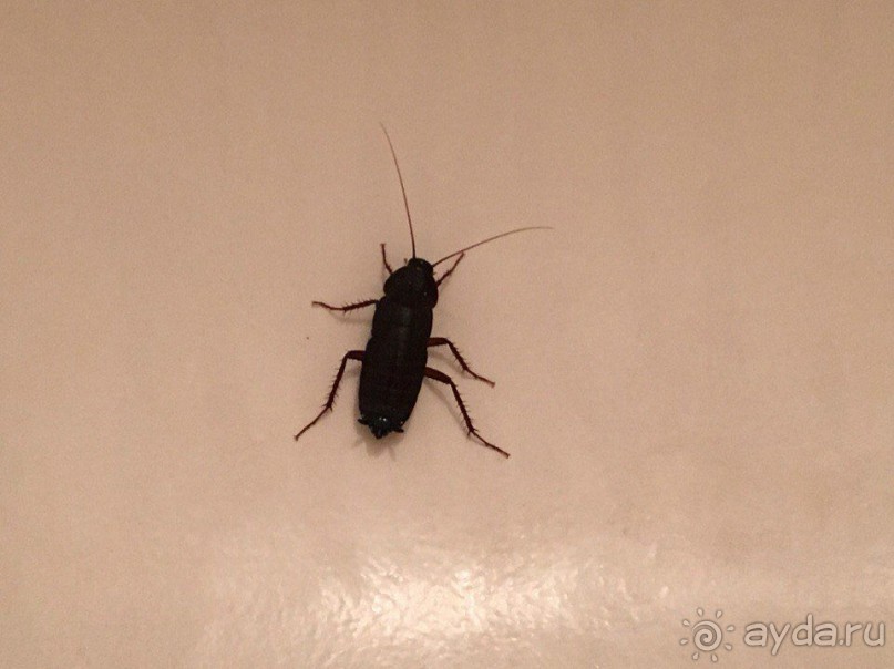 Отель ужасный. Очень не понравился.