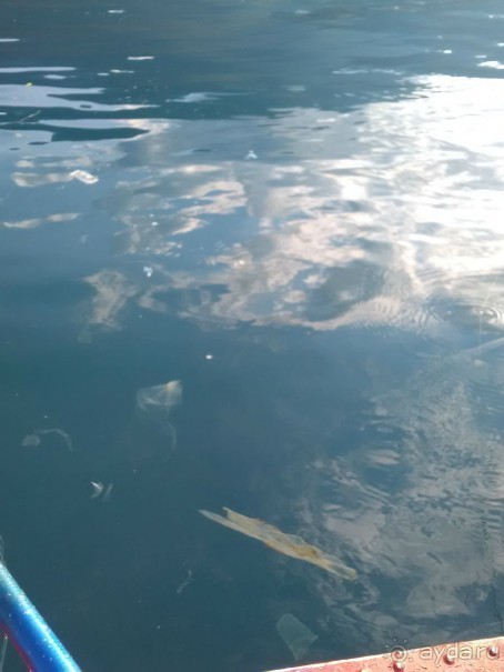 Отдых в Абхазии