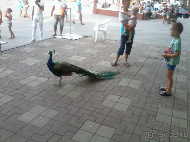 Отдых с ребенком в Геленджике