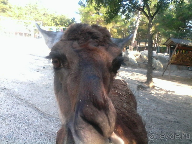 Отдых с ребенком в Геленджике