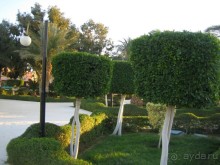 Из зимы в лето