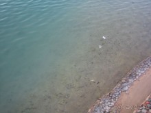 Из зимы в лето