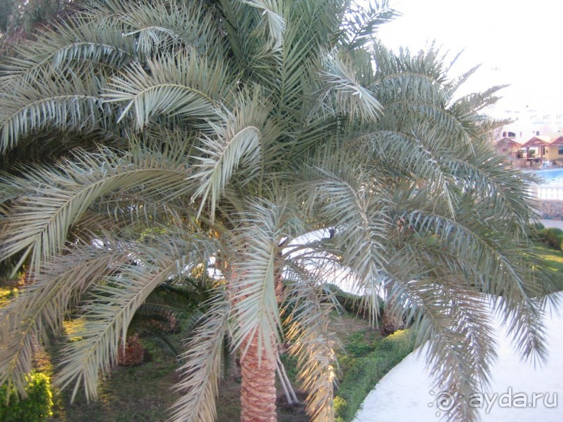 Из зимы в лето