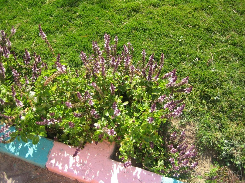 Из зимы в лето