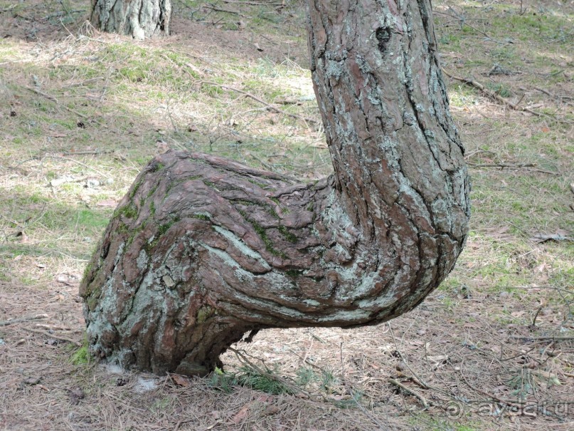 Ах этот белоснежный песок и голубое море!
