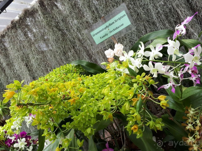 Самый замечательный и удивительный отдых с гидом Чаминда!