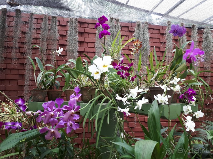 фото Сигирии