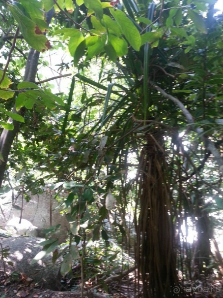 Невероятно красочные острова Симиланы с умопомрачительными видами!