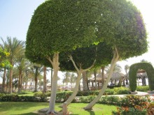 фото Movenpick Resort Soma Bay