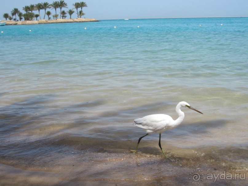 фото Movenpick Resort Soma Bay