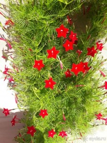 фото Фортуна