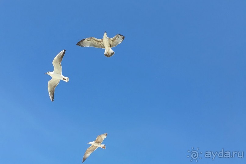 Бархатный сезон в Крыму