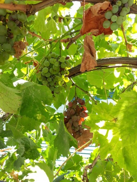 Бархатный сезон в Крыму