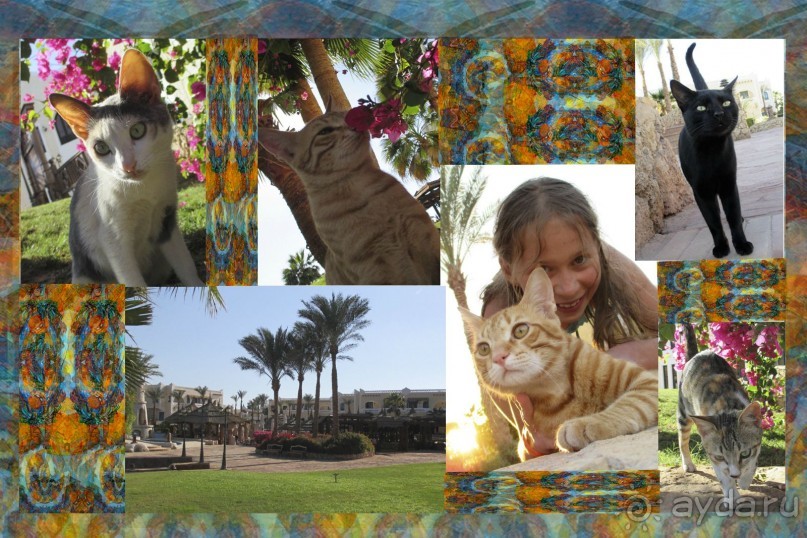 Кошкин дом. В нашем отеле было очень много кошек