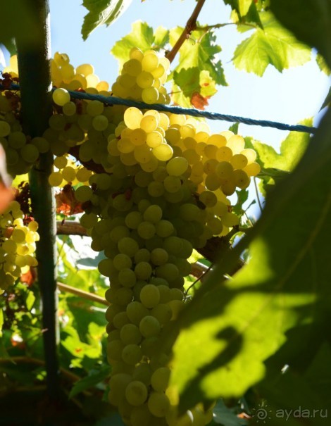 фото Concordia Celes Hotel