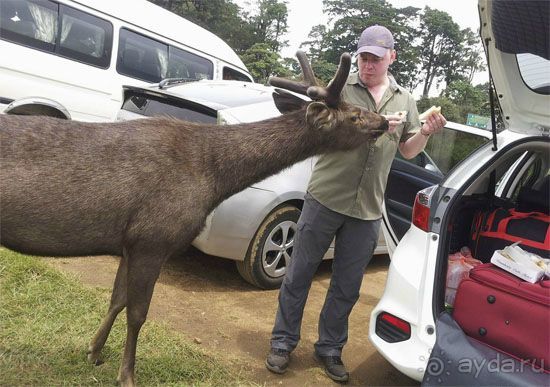 Двухнедельный экскурсионный тур по Шри-Ланке