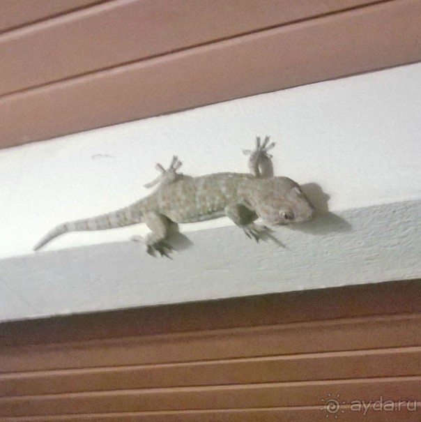 Отдых в Амбрасадор