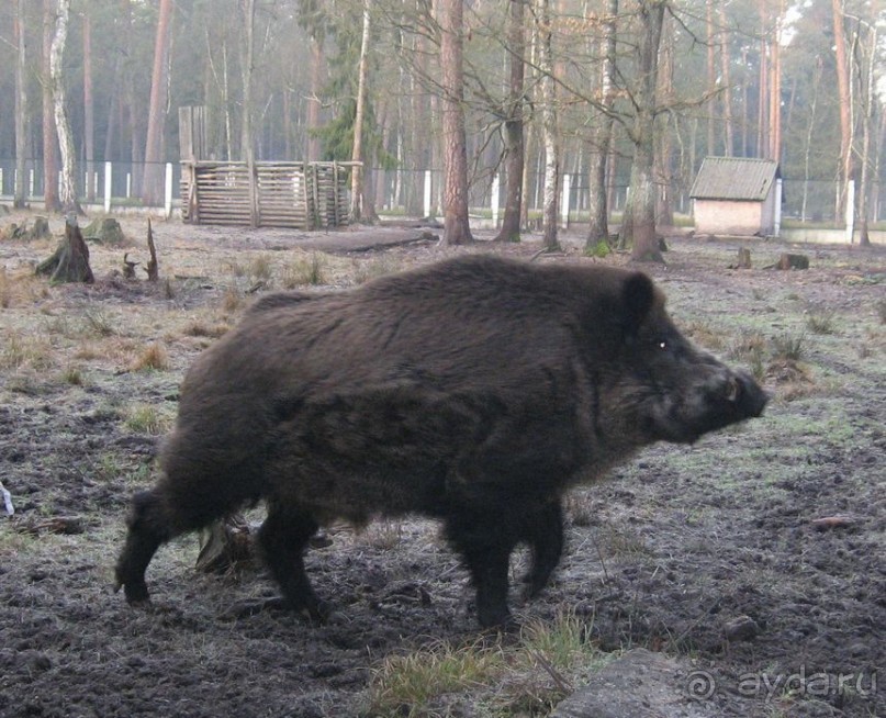 Душевная поездка в мир природы и животных, ну и к Деду Морозу в гости)