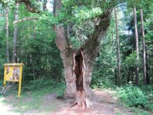 Душевная поездка в мир природы и животных, ну и к Деду Морозу в гости)