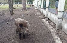 Душевная поездка в мир природы и животных, ну и к Деду Морозу в гости)