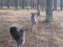 Душевная поездка в мир природы и животных, ну и к Деду Морозу в гости)