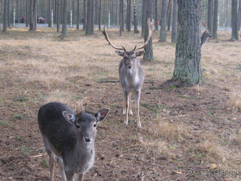 Душевная поездка в мир природы и животных, ну и к Деду Морозу в гости)