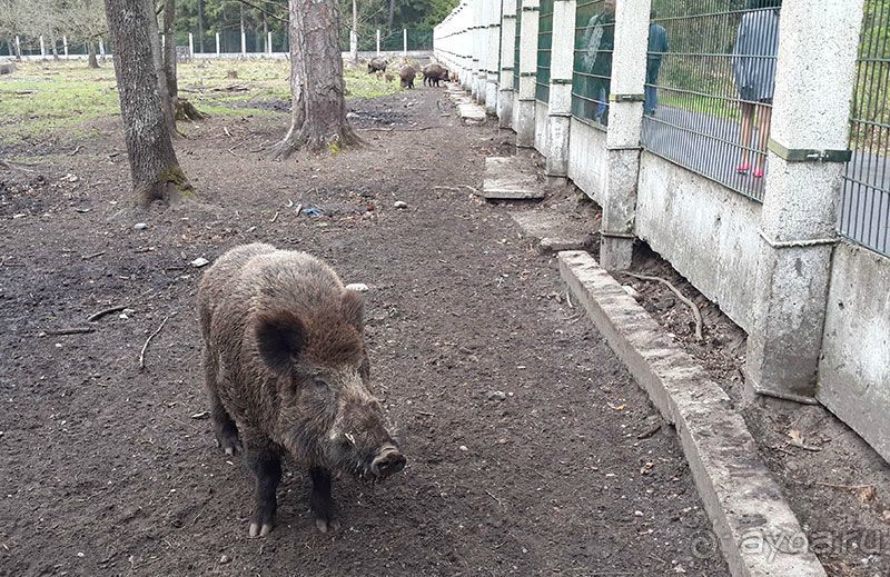 Душевная поездка в мир природы и животных, ну и к Деду Морозу в гости)