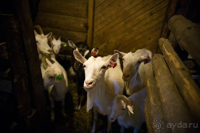 Отдых агроусадьбе на хуторе Ёдишки или "в деревенском стиле"