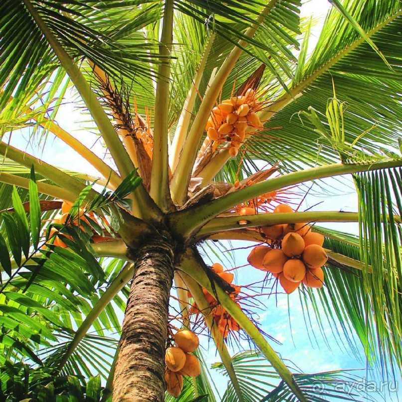 фото Бентоты