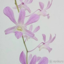 фото Бентоты