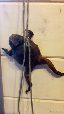 Музей лягушки в Дмитрове.