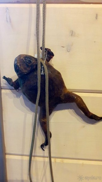 Музей лягушки в Дмитрове.