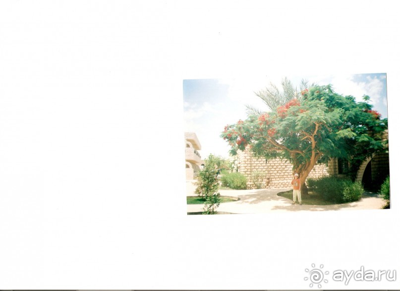 Акация египетская