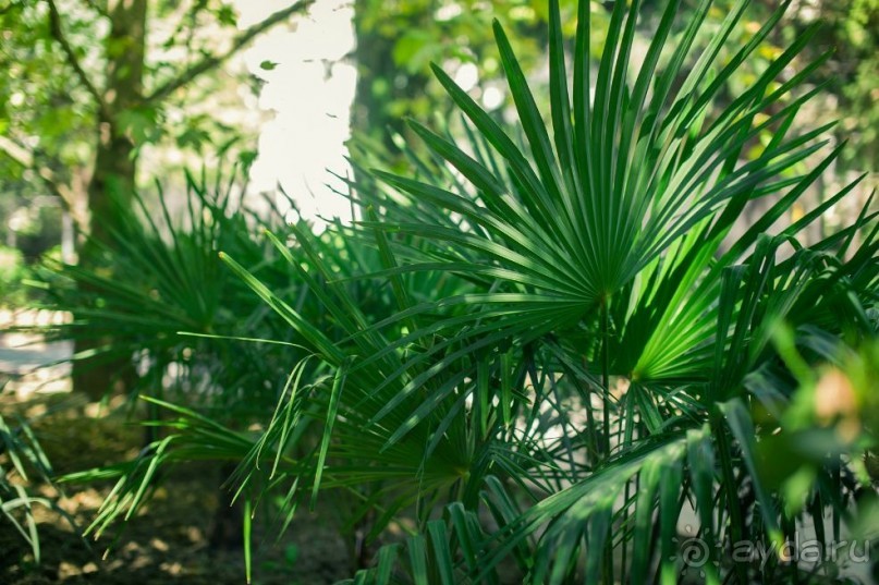 Инфраструктура пансионата "НЕВА"