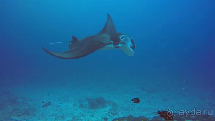  Дайвинг на Мальдивах с дайв центром "MY DIVE"