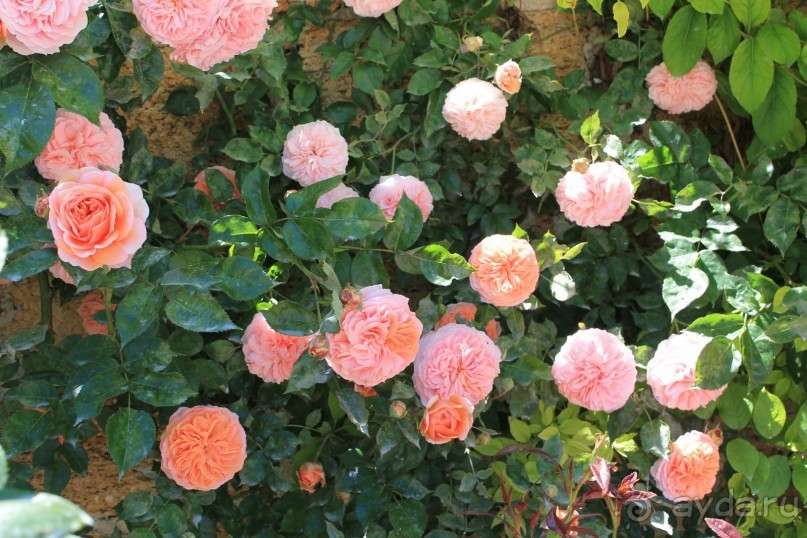 НОМЕРА В КРЫМУ ЕВПАТОРИЯ(ЗАОЗЕРНОЕ) DILAS!!!