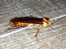 фото PGS Hotels Kris Hotel & Spa