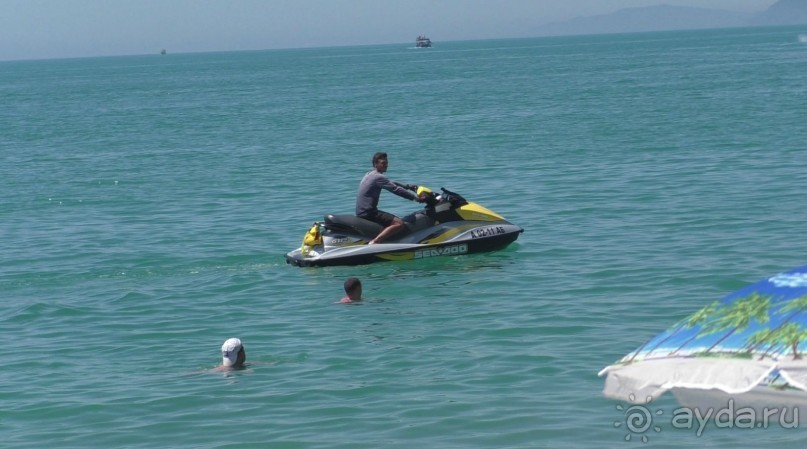 Проблема с диким населением Абхазии