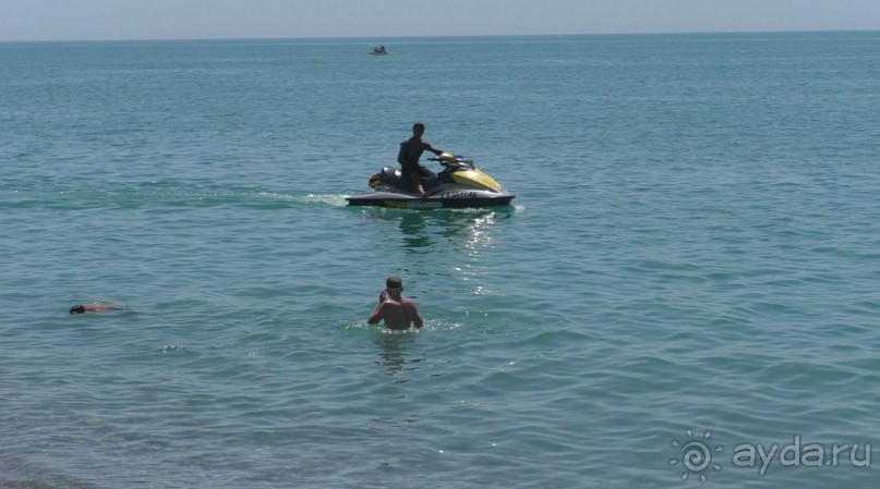 Проблема с диким населением Абхазии