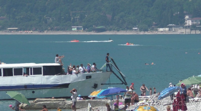 Проблема с диким населением Абхазии