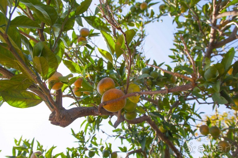 фото Гостевой дом Приморье