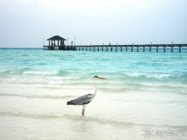 фото Holiday Island Resort