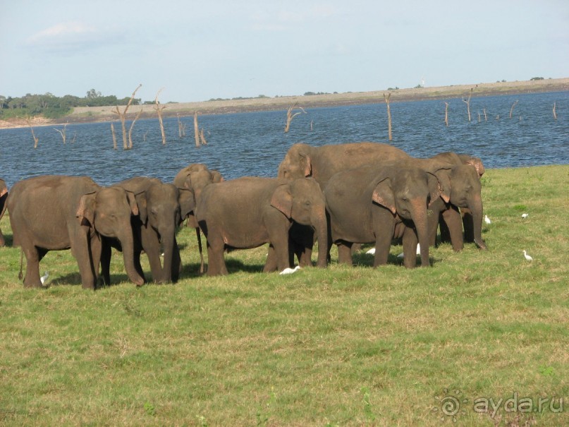Шри Ланка 6 дней в пути 6 на пляже 