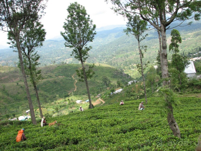 Шри Ланка 6 дней в пути 6 на пляже 