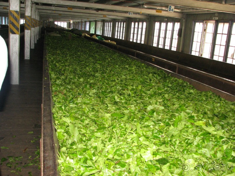 Шри Ланка 6 дней в пути 6 на пляже 