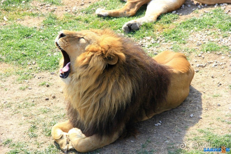 Сафари - парк отличное место для досуга всей семьи